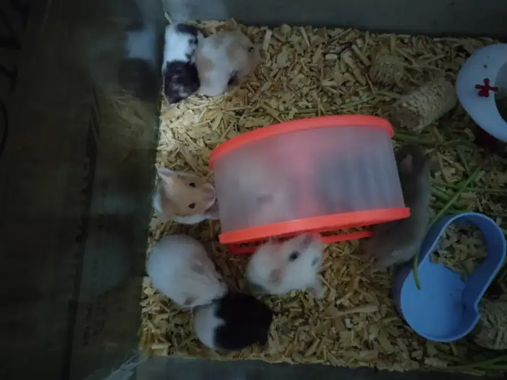 Jual hewan hamster jenis syrian