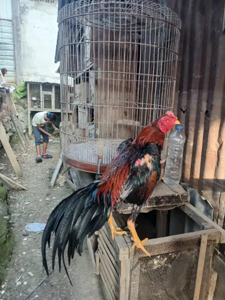 Ayam khoytrad usia 9 bulan