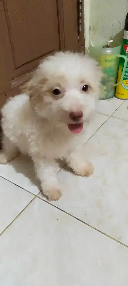 Puppy white tiny poodle 3 bulan