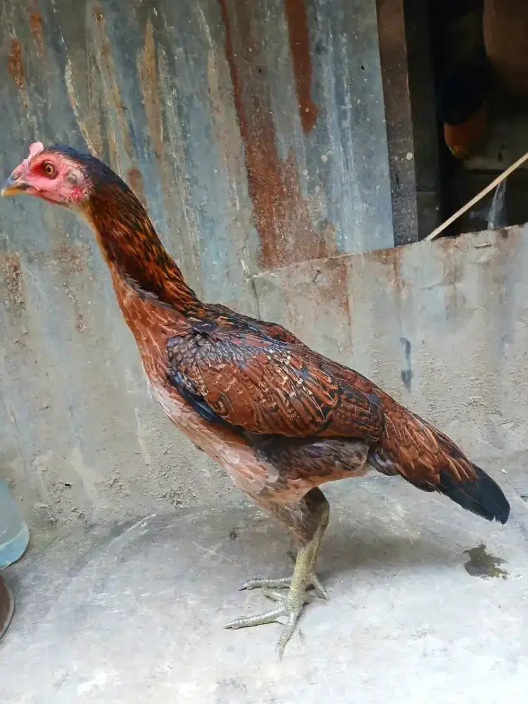 Ayam betina dere mangon