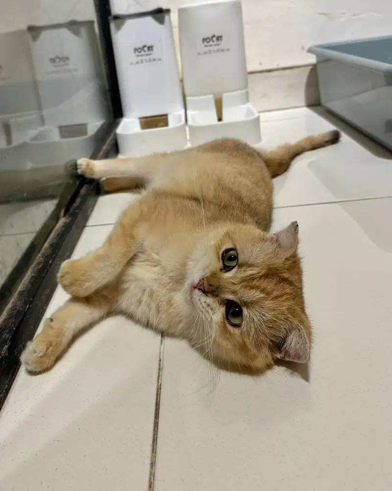 Kucing British Shorthair Bsh golden ny 12