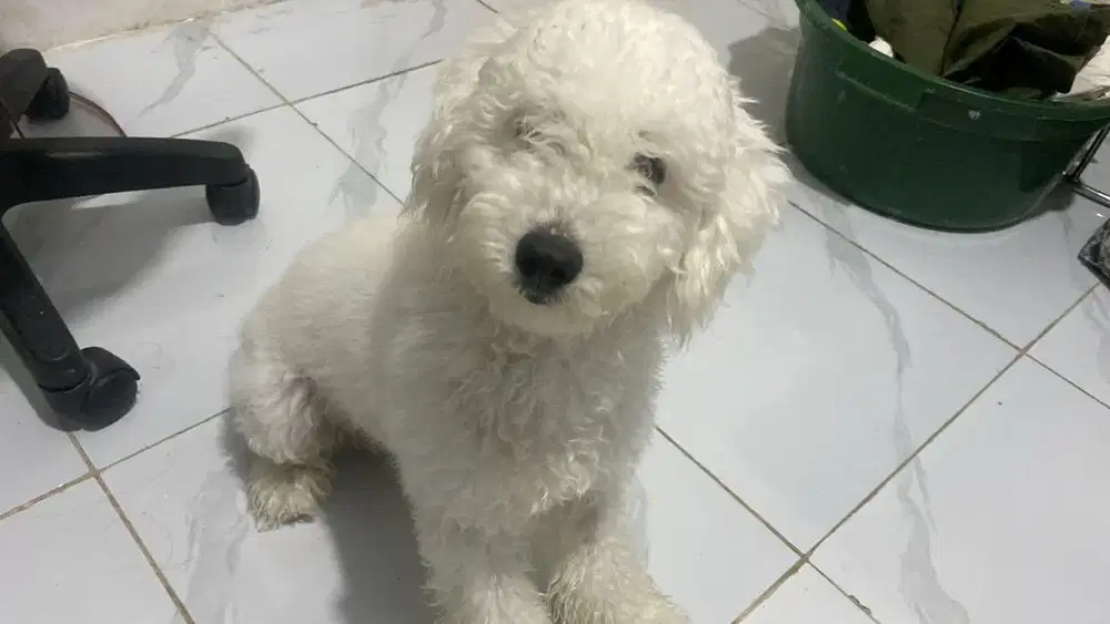 Dijual White Poodle Jantan