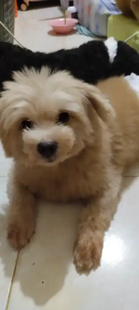 Poodle mix pom jantan 1 tahun