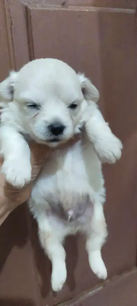 Puppy bichon mix poodle 1 bulan