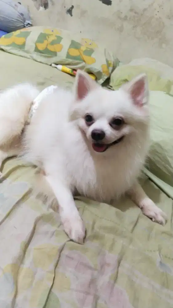 Pom white jantan 1 tahun