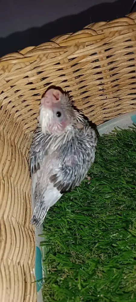 Anakan falk WF Pearl jinak