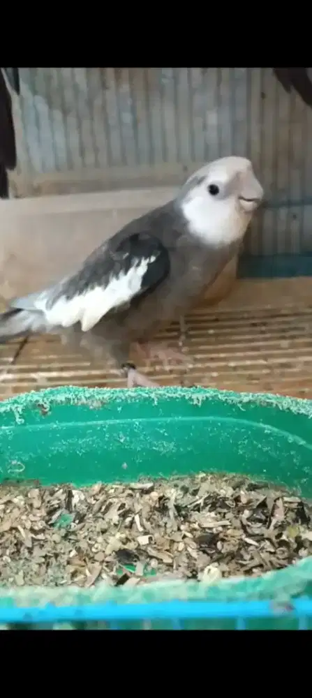 Falk WF jantan mahir siul dewasa