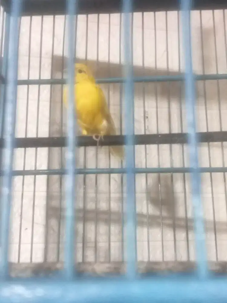 Burung Kenari sunkis loper