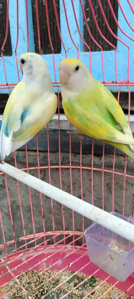 Sepasang LB NK pied DNA siapan