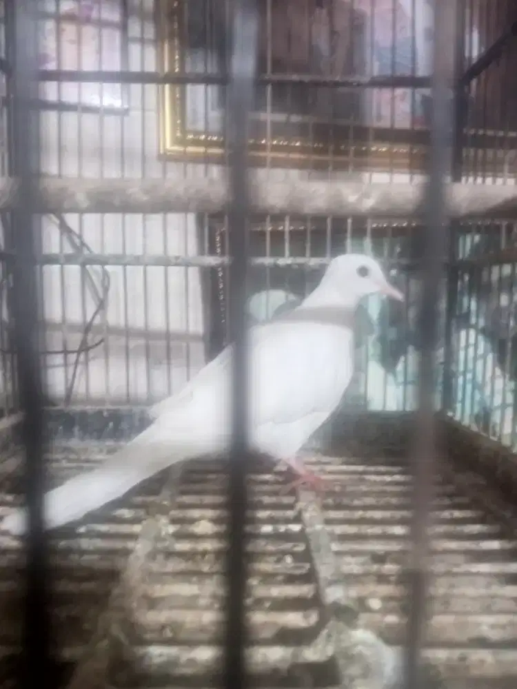 Burung Tikukur putih