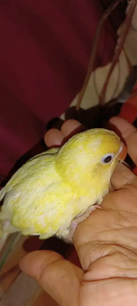 LB creamino RM mantul