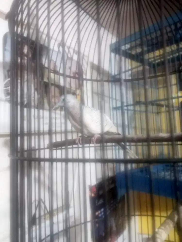 Burung perkutut Golden