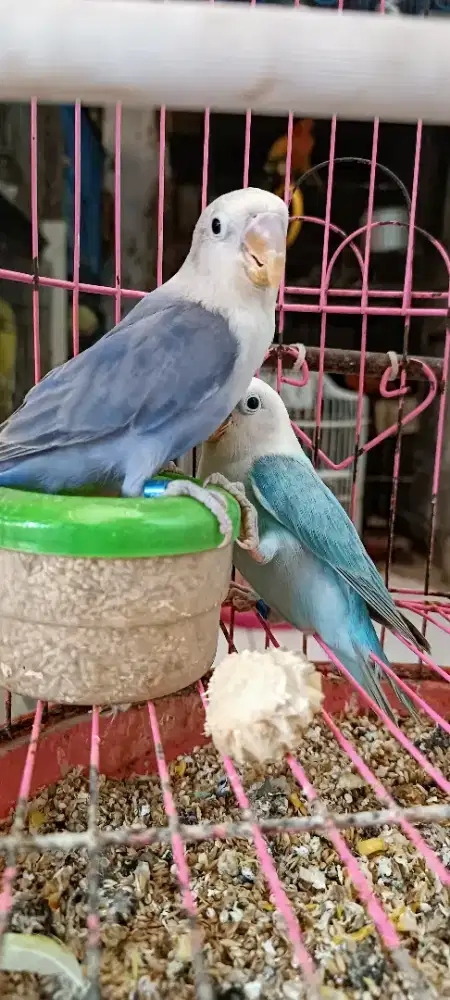 Biola blue X biola vio siapan