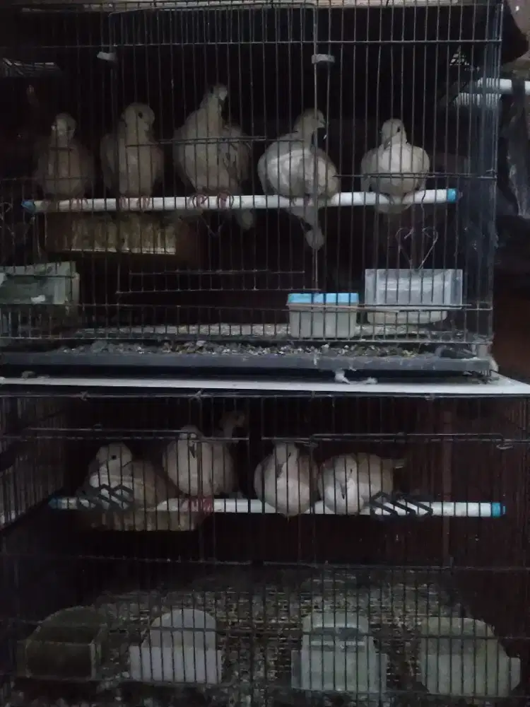 Puter pelung selusin murah