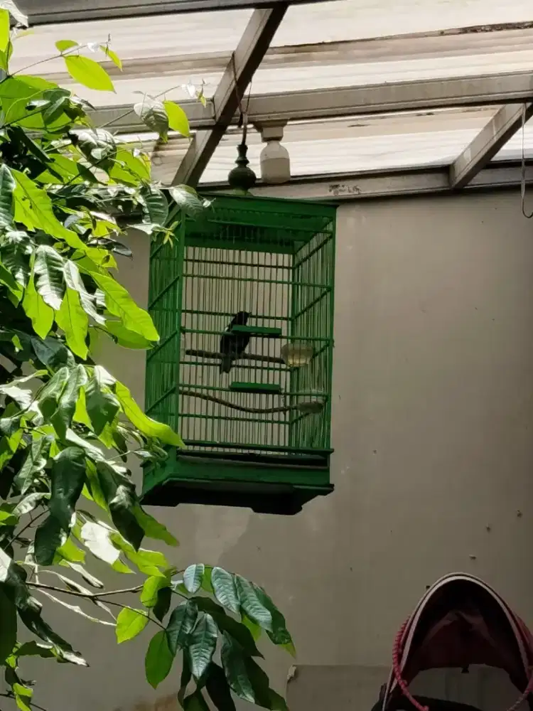 Kacer fullset jantan