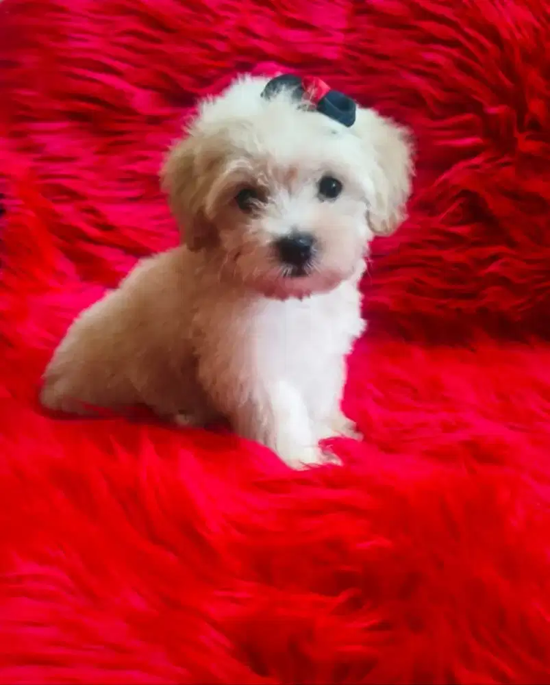 Poodle Maltipoo