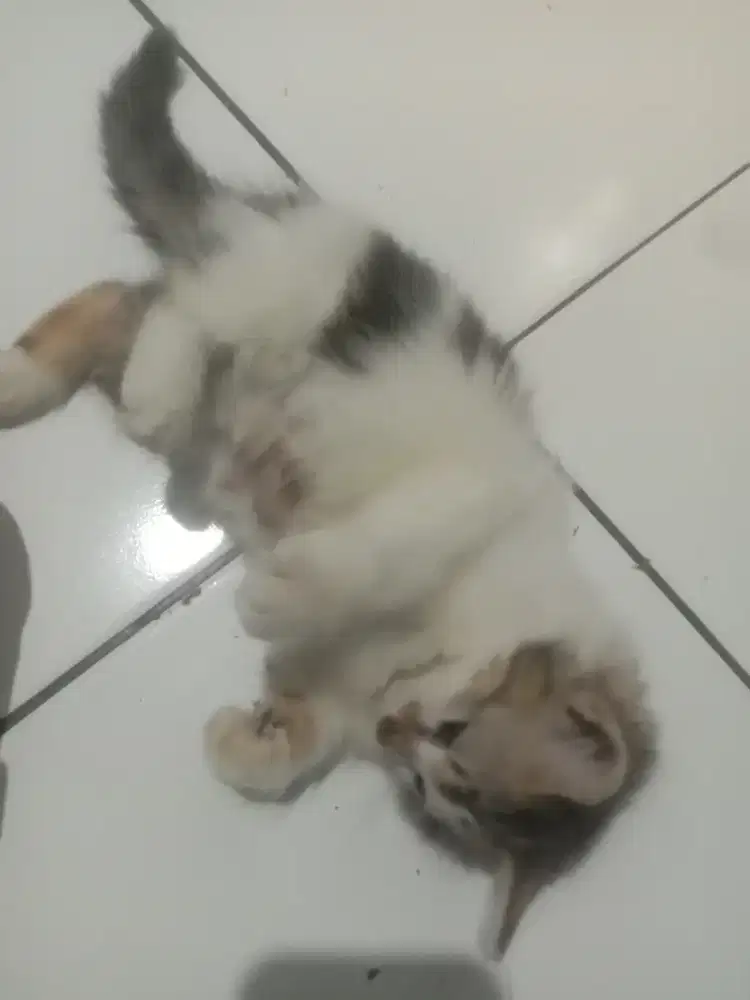 Mpusss mpusss persia