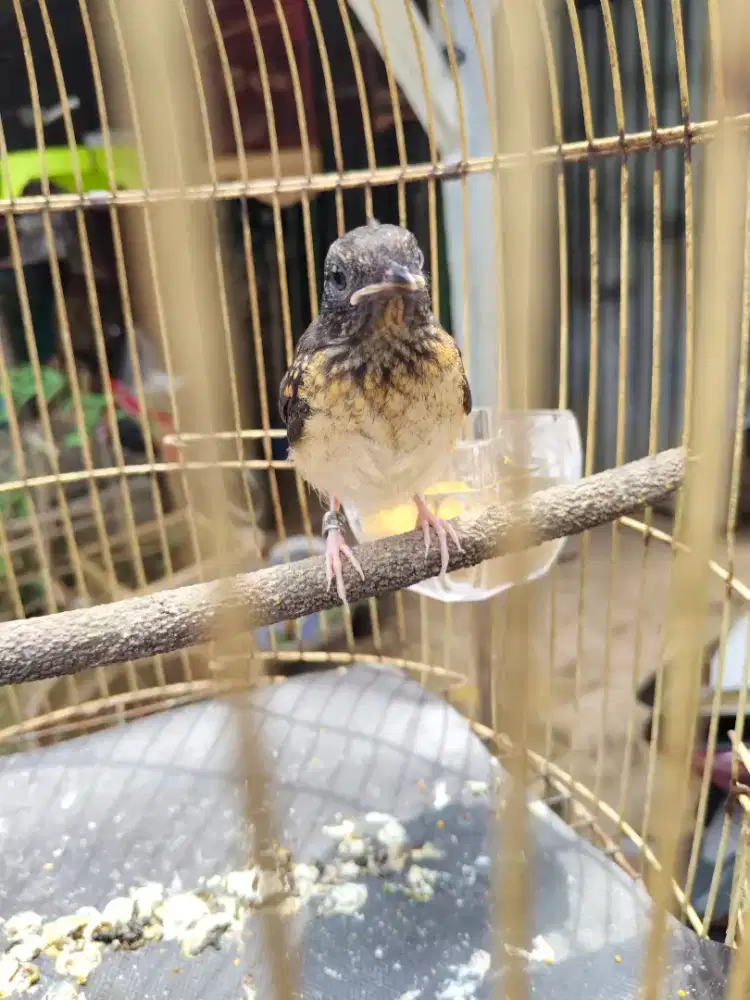 Trotol jantan Umur 1 bulan mandiri