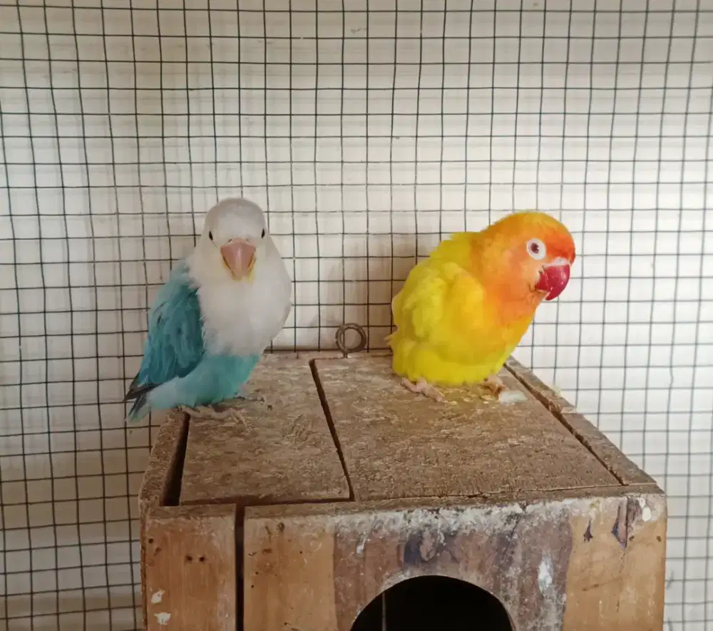 Sepasang Lovebird