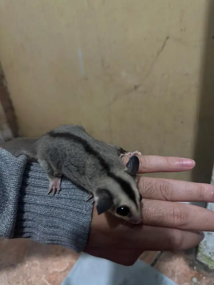 Sugar glider jantan