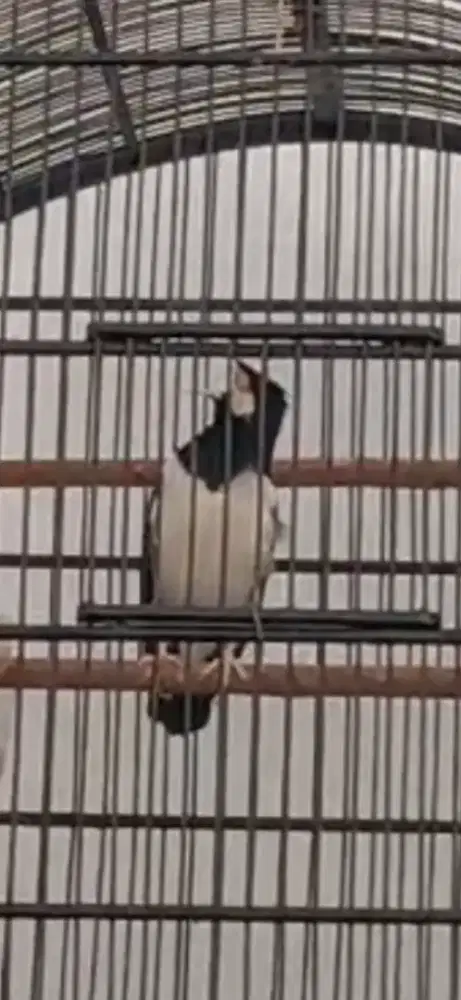 Burung jalak uret/suren gacor