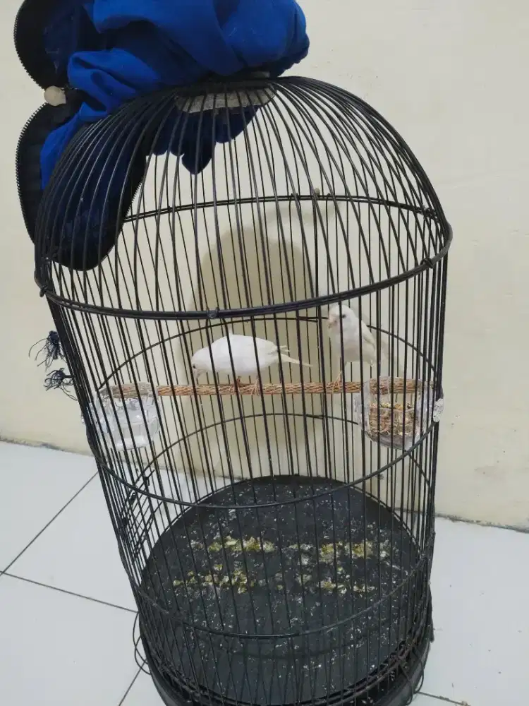 Kenari putih lumayan gacorrrr