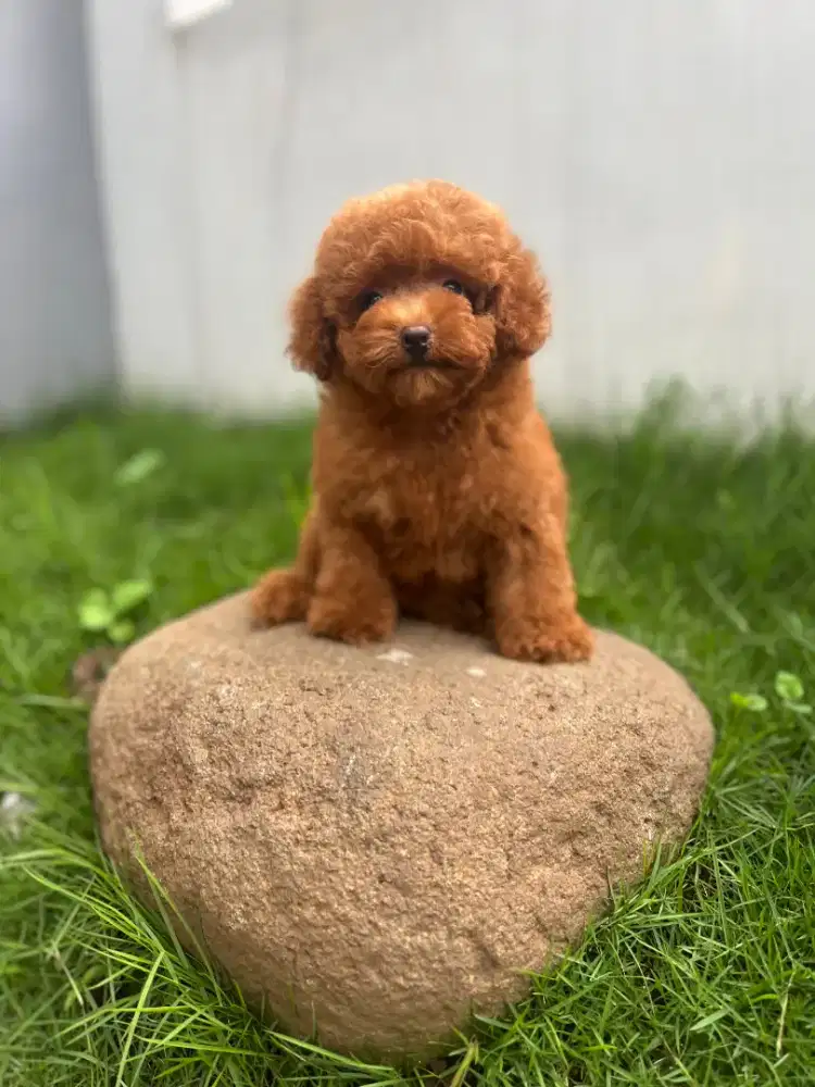 Toy poodle betina non surat