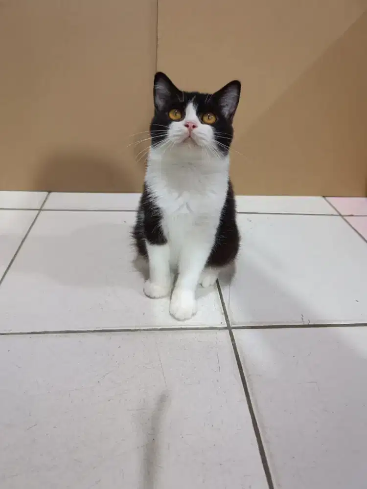 Lepas adop BSH kitten