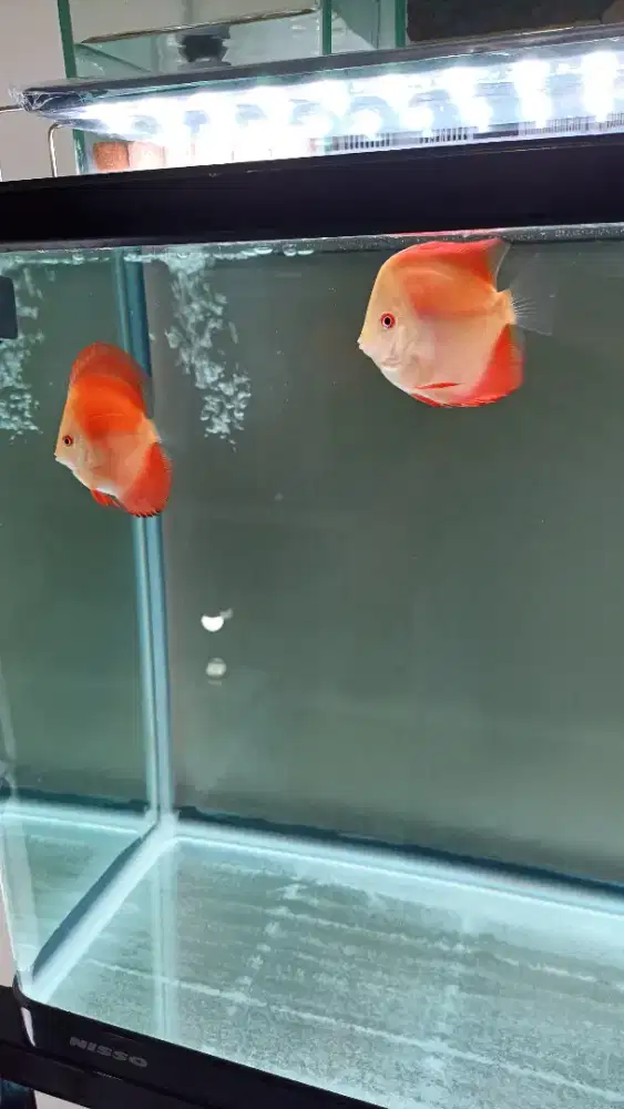 Ikan hias aquarium aquascape discus red melon 2 inch rounded-hb