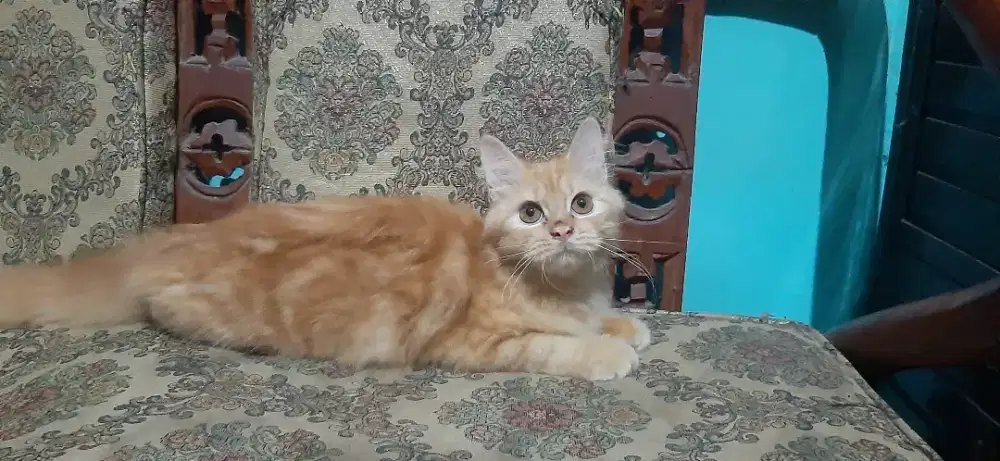 Jantan 4 bulan body jumbo