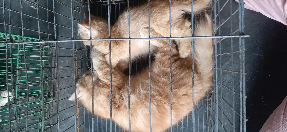 Kitten Jantan 2 ekor