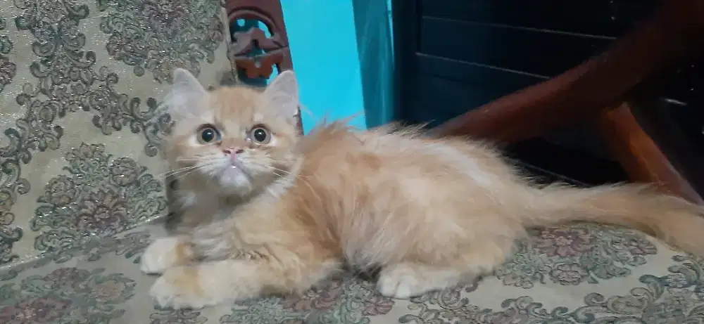 Kitten Jantan flatnose