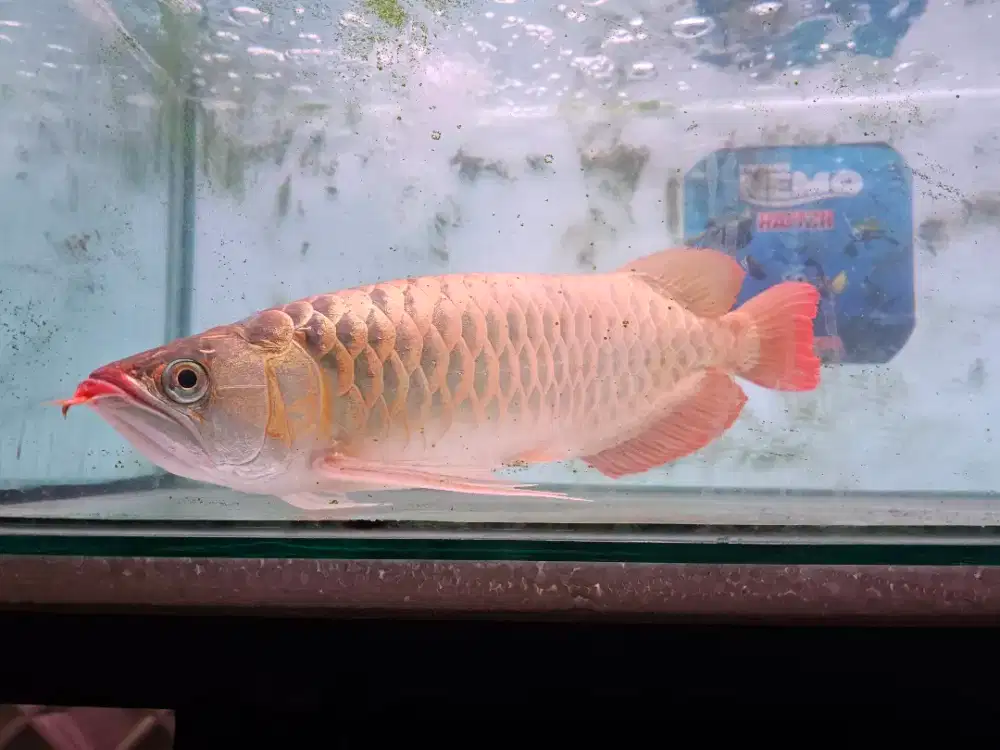 Dijual ikan arwana super red