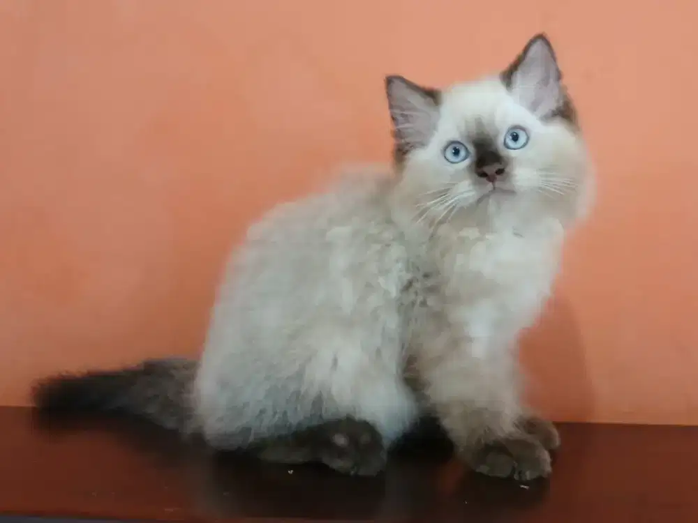 Persia Himalaya Seal Point