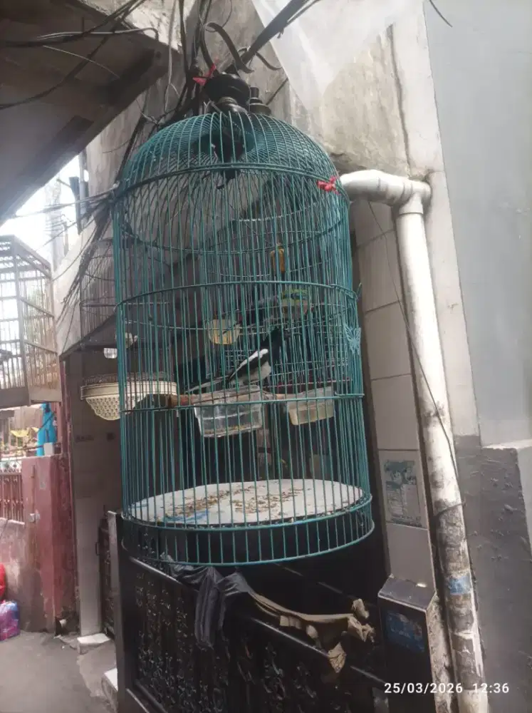 Yo bosku kacer poci nya