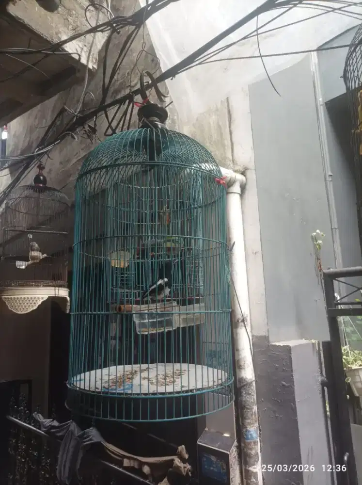 Yo bosku kacer poci nya ,