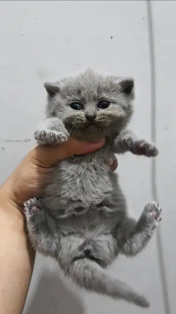 British shorthair Jantan (open book)