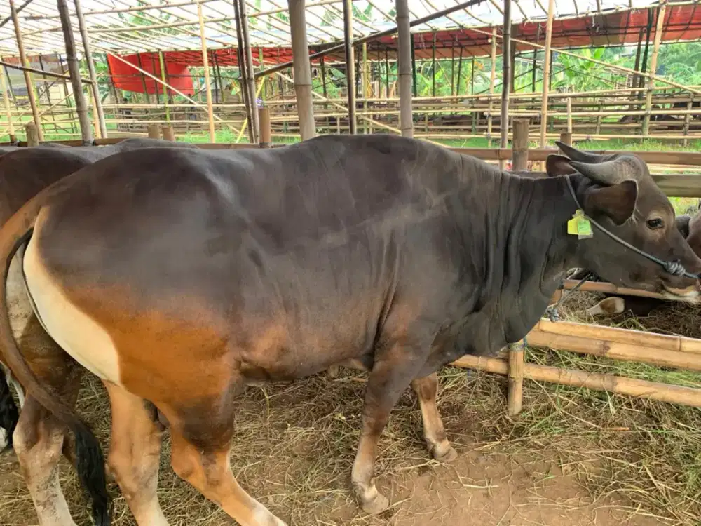 Hewan Qurban Sehat Terawat