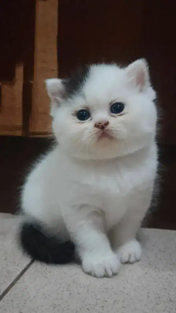 Kucing Flatnose Umur 3 Bulan