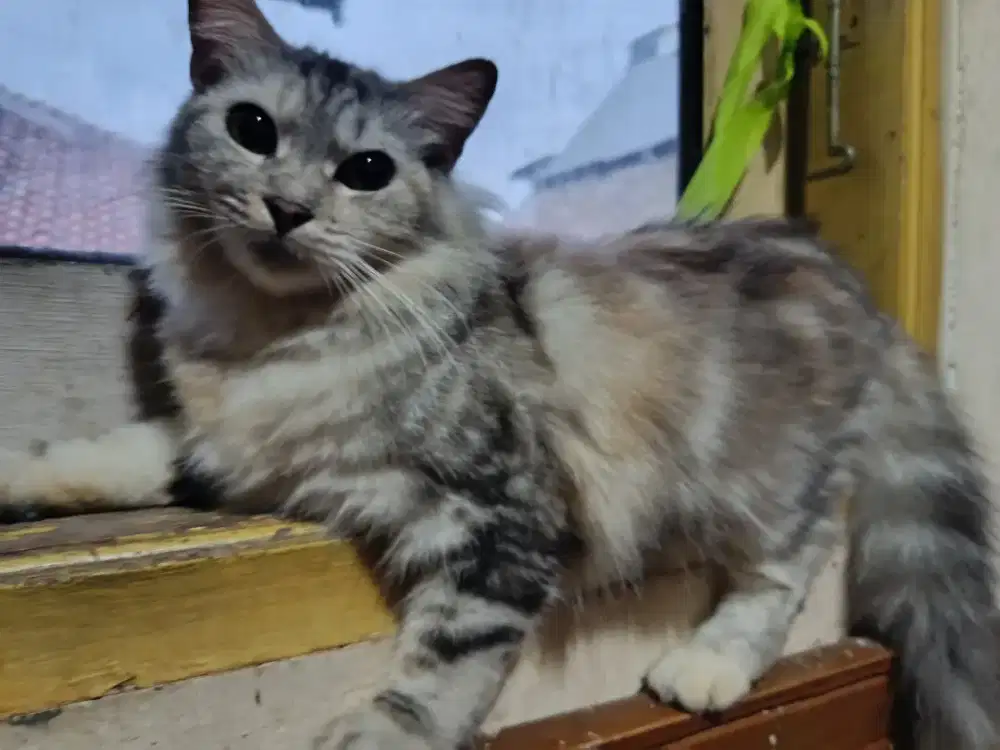 Persia Betina Gembul Birahi Ringan