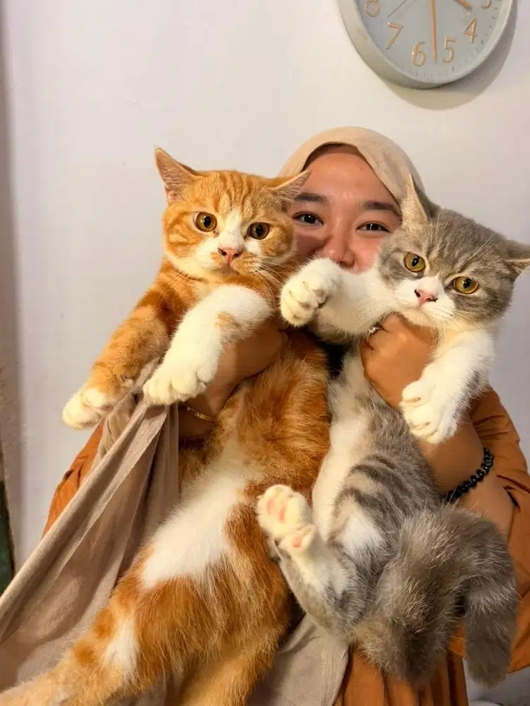 Kucing Bsh jantan sisa abu putih