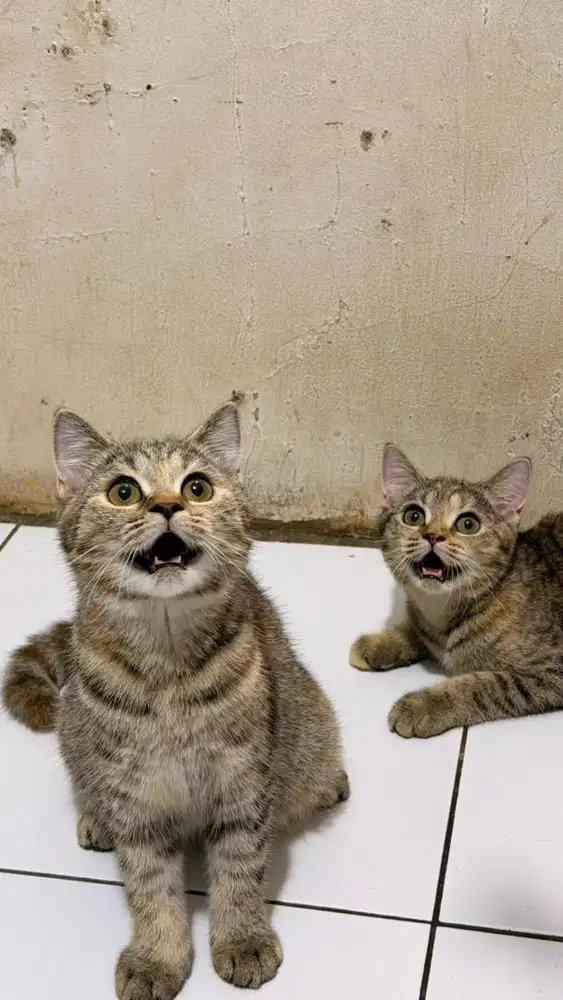 Kucing bsh betina warna tabby