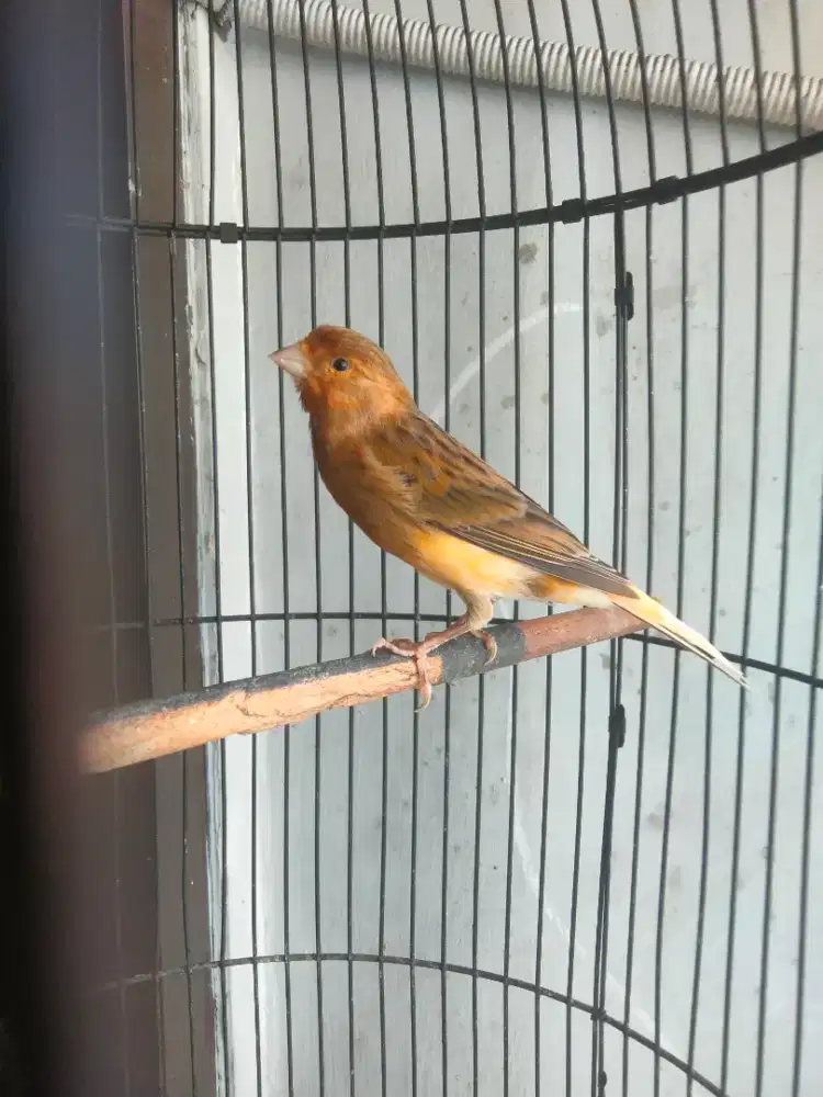 Kenari Loper + kandang LB ( gk ada kerodong )