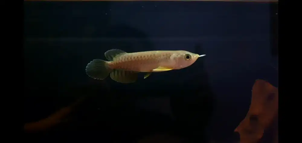 Ikan Hias Arowana Golden Red Arwana Baby