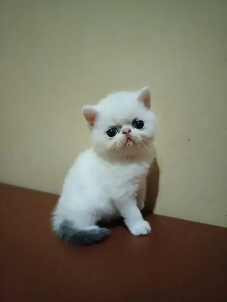 Kucing Exotic vanilla blue Umur 3 Bulan