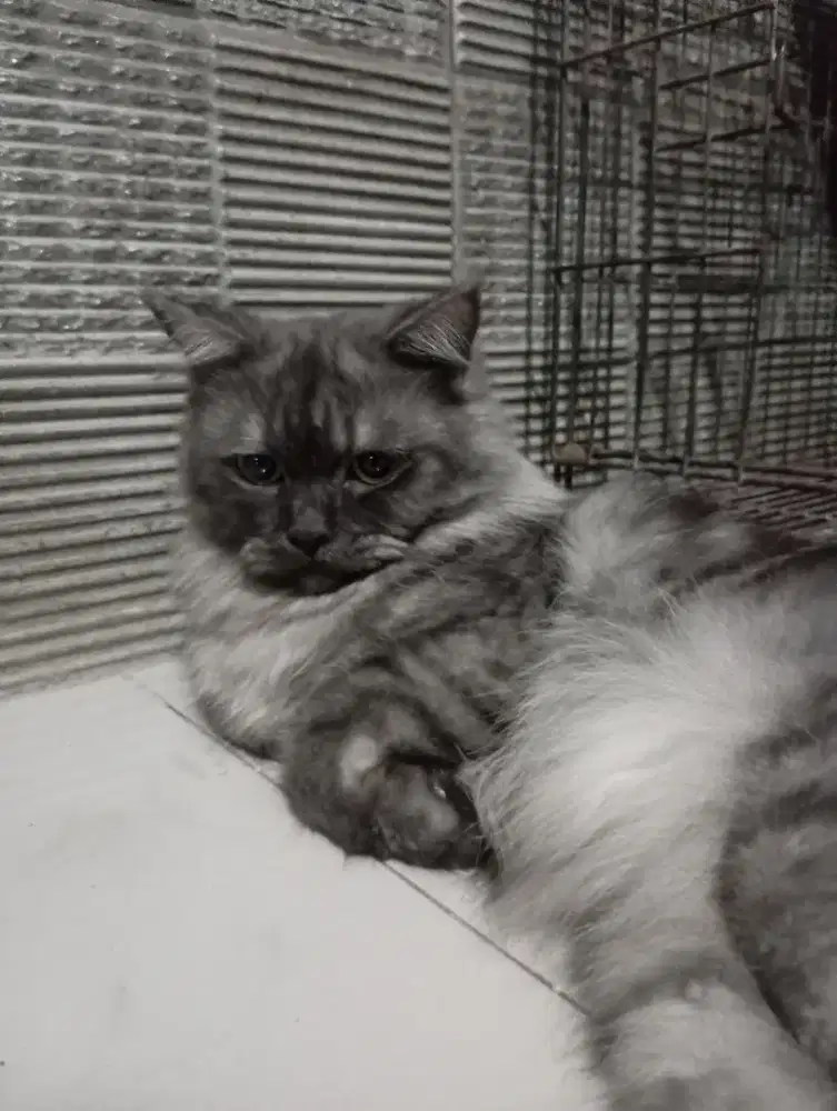 Kucing mainecoon jantan