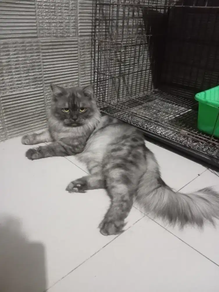 Kitten mainecoon jantan