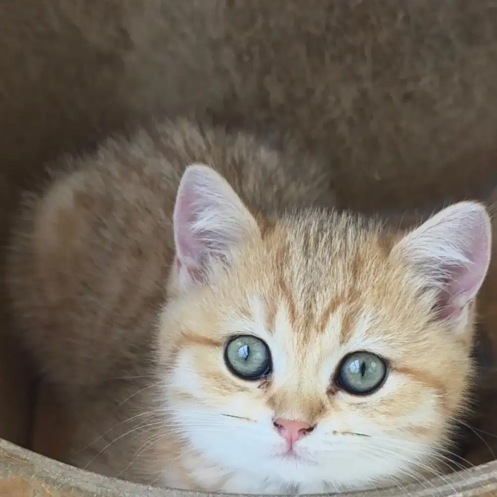 BSH GOLDEN BETINA 3BLN