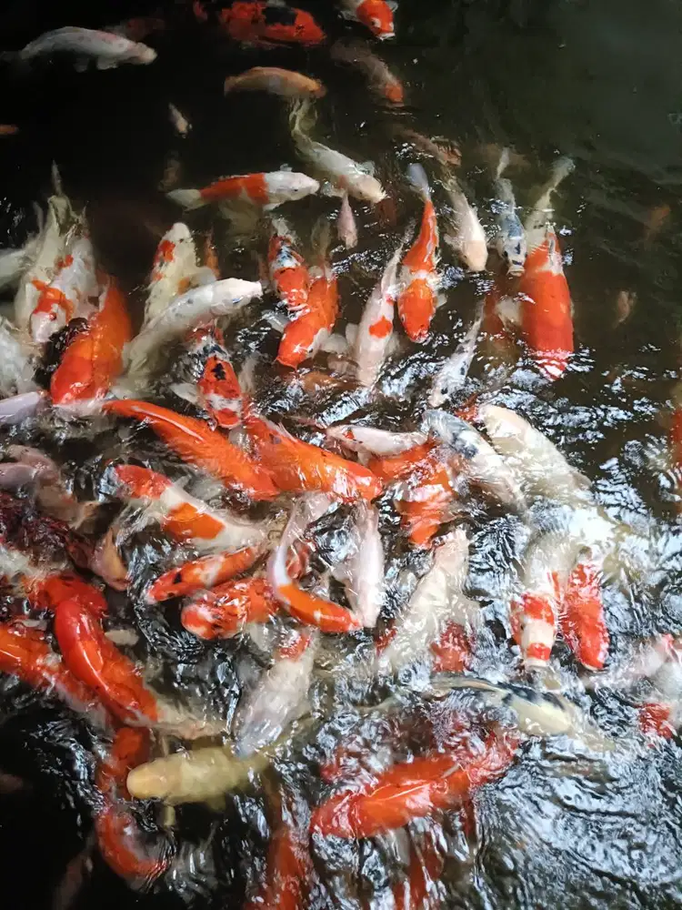 Dicari art daerah parung panjang