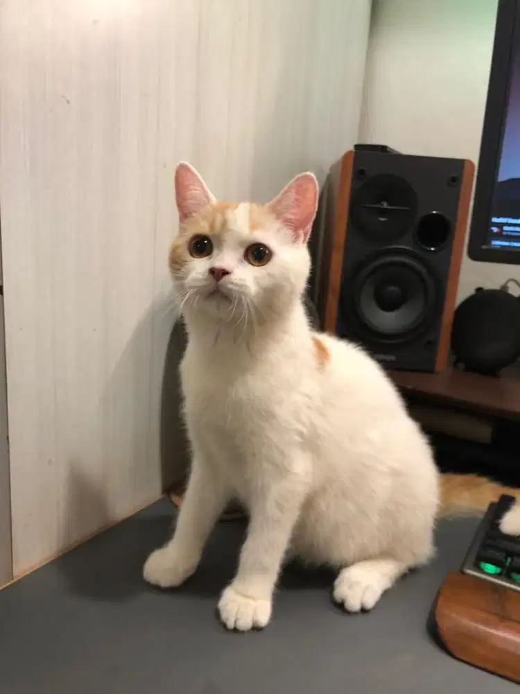 Munchkin NS bico Jantan